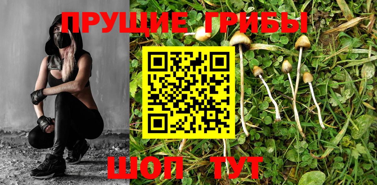 Псилоцибиновые грибы Cubensis  как найти   Вход с VPN  Гулькевичи  Галлюциногенные грибы Psilocybe 